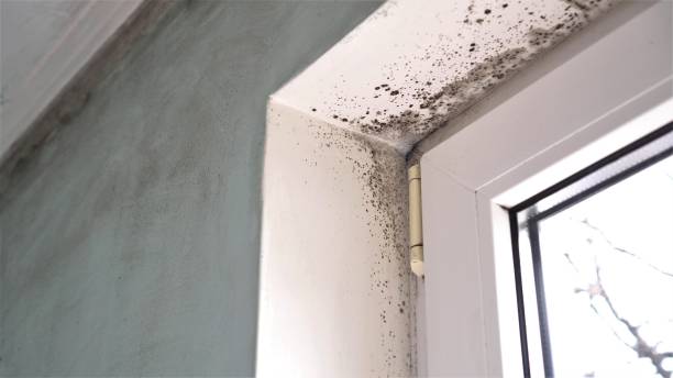 Best Post-Flood Mold Remediation in Greenock, PA